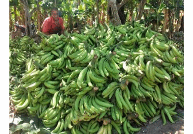 Banane-plantain : le grand paradoxe camerounais Banane-plantain : le grand paradoxe camerounais