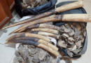 Braconnage